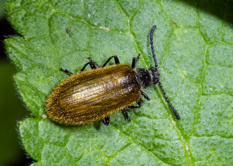 Tenebrionidae Lagriinae: Lagria hirta